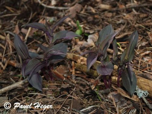 Epipactis tremolsii